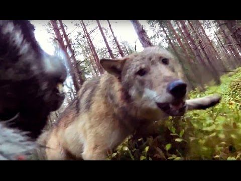 GoPro κάμερα καταγράφει τη μάχη ενός σκύλου με δύο λύκους [βίντεο]